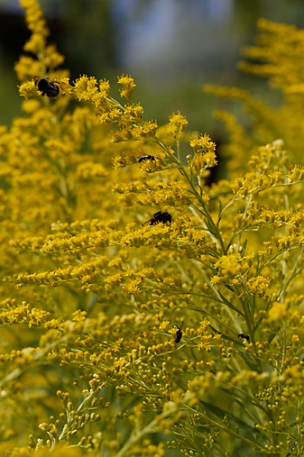 Jardin des Impressionnistes-103